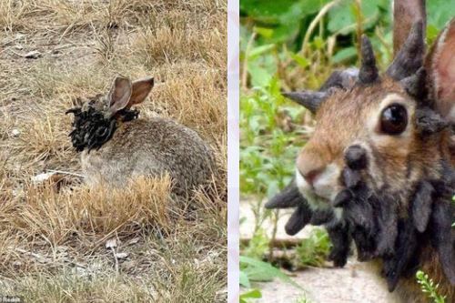 ¿Conejos con “tentáculos” o cuernos en la cabeza? ¡Son reales!